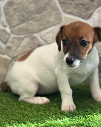 Jack Russell