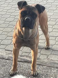 Cucciola Corso
