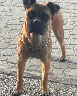 Cucciola Corso