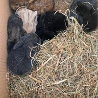 Cuccioli coniglio nano Ariete in vari colori