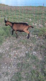Capretto
