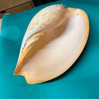 Rara conchiglia melo melo