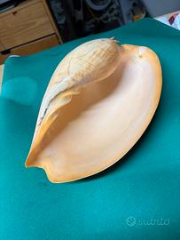 Rara conchiglia melo melo