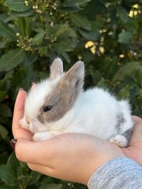 Coniglietti testa di leone