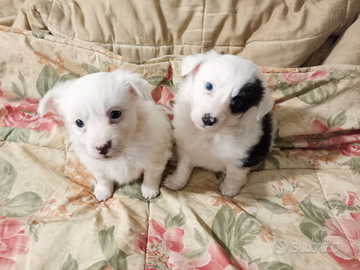 Cucciole incrocio border colli