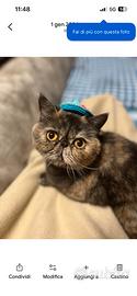 Gatta exotic shorthair