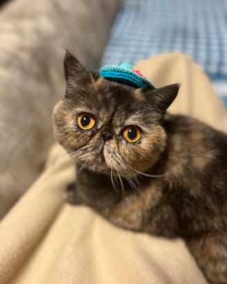 Gatta exotic shorthair