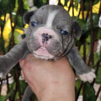 Bulldog Francese blu