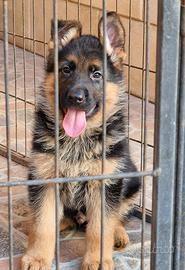 Pastore Tedesco cuccioli