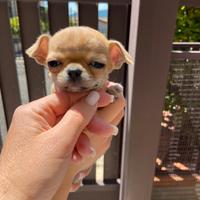 Chihuahua