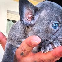 Cucciola di bulldog francese