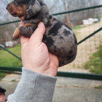 Bassotto Tedesco Cuccioli Arlecchino Silver