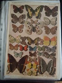 le farfalle diurne d'Italia R, Verity 