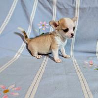 Mini cucciolo chihuahua, allevamento enci