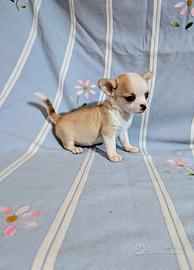 Mini cucciolo chihuahua, allevamento enci