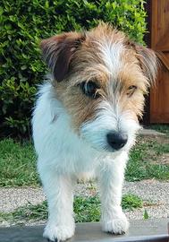 Jack russel