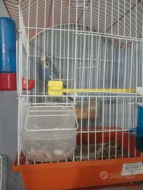 Cocorito maschio giovane con gabbietta