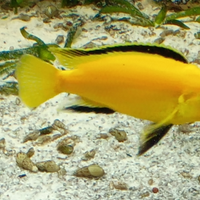 Ciclidi Malawi labidocrhomis caeruleus mbowe