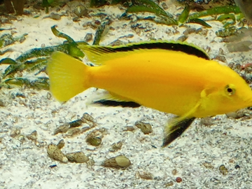 Ciclidi Malawi labidocrhomis caeruleus mbowe