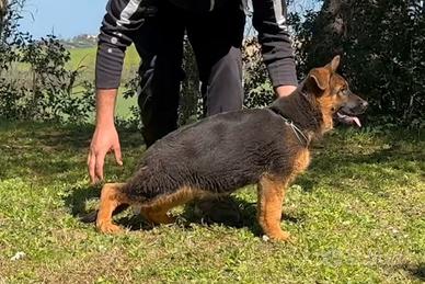 Cucciola pastore tedesco