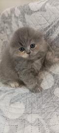Gattini Scottish fold e straight