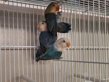 Pappagalli inseparabili