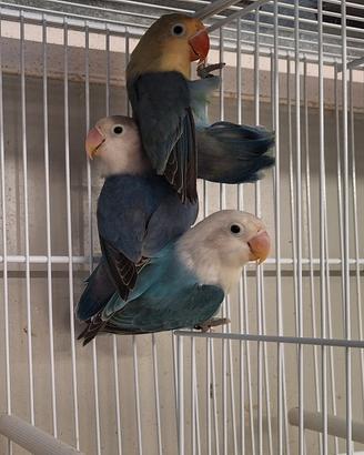 Pappagalli inseparabili