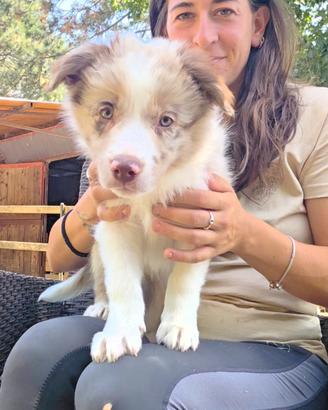 cuccioli di Border Collie