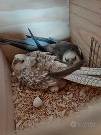 Ultimi baby calopsite parrocchetto coppie