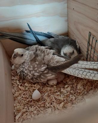 Ultimi baby calopsite parrocchetto coppie