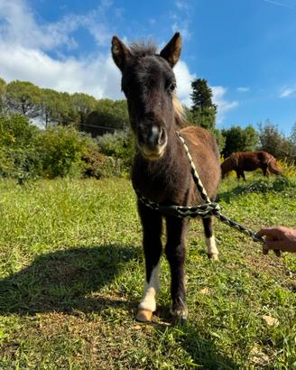 Mini Pony