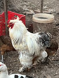 Galline brhama