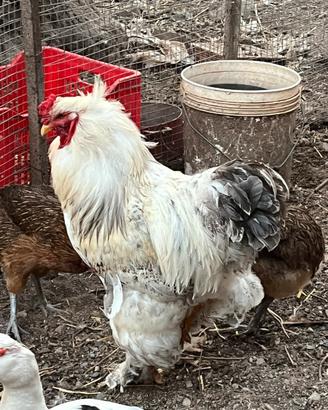 Galline brhama