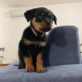 Cuccioli di rottweiler terrier