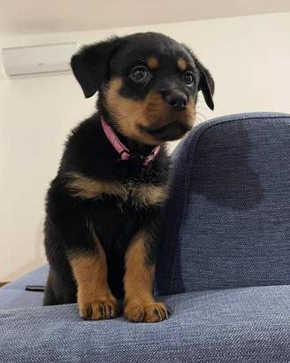 Cuccioli di rottweiler terrier