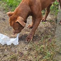 Pitbull più o meno di 1 anno rednouse