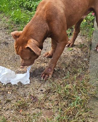 Pitbull più o meno di 1 anno rednouse