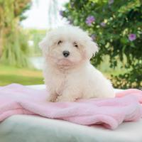 Cucciolina femmina di Maltese