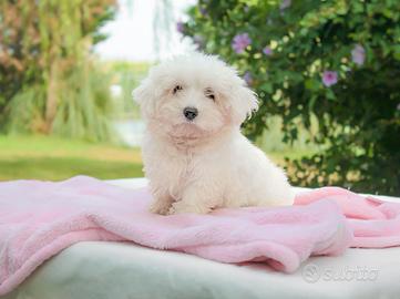 Cucciolina femmina di Maltese