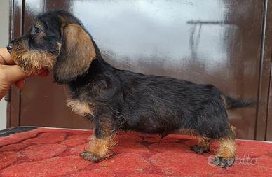 Cucciolo Bassotto nano pelo duro