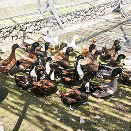 Anatre ovaiole CAMBELL