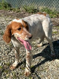 Setter inglese