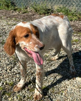 Setter inglese