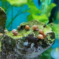 Lumache Planorbella mangia-alghe per acquario