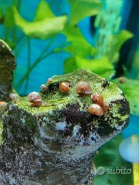 Lumache Planorbella mangia-alghe per acquario