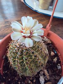 Gymnocalycium in fioritura, vaso 13 cm