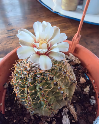 Gymnocalycium in fioritura, vaso 13 cm