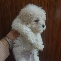 Barboncino Toy bichon masch