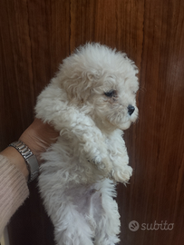 Barboncino Toy bichon masch