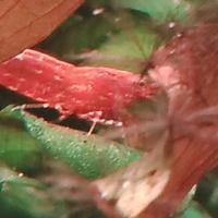 Caridine, gamberetti red